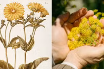 Tận mục loài thực vật cổ xưa tuyệt chủng 2.000 năm bất ngờ "tái xuất"