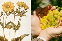 Tận mục loài thực vật cổ xưa tuyệt chủng 2.000 năm bất ngờ "tái xuất"