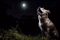 Giải mã bí ẩn: Loài chó thực sự nhìn thấy những thứ 'siêu nhiên'?