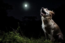 Giải mã bí ẩn: Loài chó thực sự nhìn thấy những thứ 'siêu nhiên'?