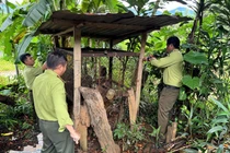 Hai cá thể khỉ đi lạc ở Kon Tum: Loài 'quý như vàng' ở Việt Nam! 