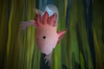 Tận mục 'khủng long' mini quý hiếm, cả thế giới sót lại 1.200 con