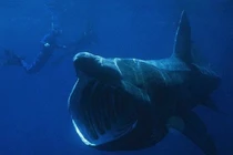 Vẻ ngoài quỷ dị của những động vật đáng sợ nhất hành tinh