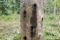 Loại gỗ "kim cương rừng" quý nhất hành tinh: Việt Nam cũng có! 