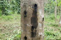 Loại gỗ "kim cương rừng" quý nhất hành tinh: Việt Nam cũng có! 