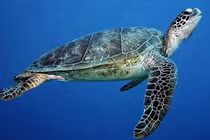 Tận mục loài rùa xanh trong Sách đỏ thế giới được thả về biển Lý Sơn