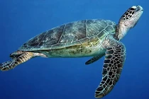 Tận mục loài rùa xanh trong Sách đỏ thế giới được thả về biển Lý Sơn