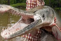 'Tam đại quái ngư' xuất hiện ở hồ nhân tạo, dân đổ xô ra xem 