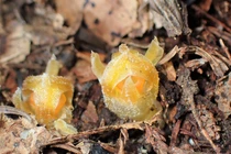 Cận cảnh loại thực vật kỳ lạ bất ngờ 'trở về từ cõi chết'