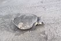 Đồi mồi dứa đẻ trứng ở Côn Đảo: Loài cực quý hiếm! 