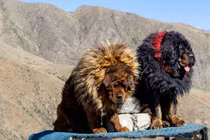 Loài chó đắt đỏ bậc nhất hành tinh, xứng danh 'chúa tể thảo nguyên'