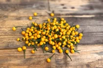 Loại quả gia vị đắt đỏ bậc nhất thế giới, Việt Nam trồng đầy 