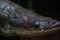 Cận cảnh 'quái vật' nước ngọt lớn nhất hành tinh ở sông Amazon