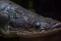 Cận cảnh 'quái vật' nước ngọt lớn nhất hành tinh ở sông Amazon