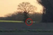 Bất ngờ thấy quái thú lởn vởn trên đồng ở vùng nông thôn nước Anh