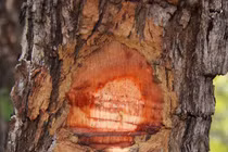 8 loại gỗ đắt đỏ quý hiếm nhất hành tinh, Việt Nam có 1