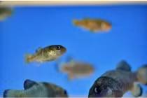 Loài cá quý hiếm bậc nhất hành tinh, cả thế giới chỉ còn 38 con