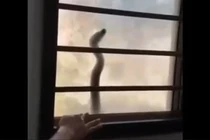 Phát hiện 'quái thú' vật vờ ngoài cửa sổ, chủ nhà sốc toàn tập 