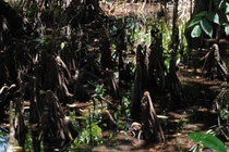 Kỳ lạ loài cây biết "sinh con" sòn sòn: Việt Nam không thiếu! 