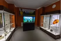 Nhặt được cục đá lạ bên suối, giật mình khi biết là báu vật quốc gia