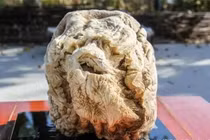 Đào trúng tảng đá lạ gần 10.000 tỷ, người đàn ông đổi đời trong nháy mắt 