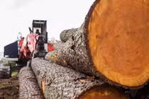 Loại gỗ đắt đỏ nhất hành tinh, 'lâm tặc' săn lùng cạn kiệt