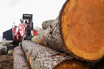 Loại gỗ đắt đỏ nhất hành tinh, 'lâm tặc' săn lùng cạn kiệt