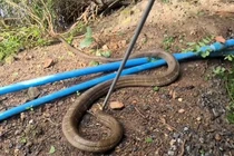 Nghe tiếng động lạ, hoảng hồn thấy 'quái thú' khổng lồ giao tranh