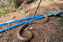 Nghe tiếng động lạ, hoảng hồn thấy 'quái thú' khổng lồ giao tranh