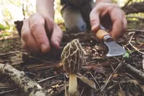 Kinh ngạc loài nấm đắt nhất hành tinh, 'thoắt ẩn thoắt hiện' trên núi