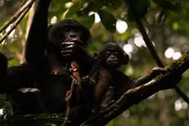 Top 'nữ hoàng' khét tiếng nhất trong thế giới động vật