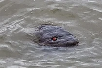 Đi dạo bờ sông, vô tình bắt gặp phiên bản “quái vật” hồ Loch Ness