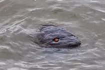 Đi dạo bờ sông, vô tình bắt gặp phiên bản “quái vật” hồ Loch Ness