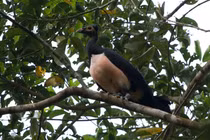 Kinh ngạc loài chim mới nở đã biết bay, kiếm mồi tuyệt đỉnh 