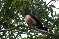 Kinh ngạc loài chim mới nở đã biết bay, kiếm mồi tuyệt đỉnh 