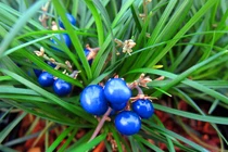 83 loài thực vật cực quý mới phát hiện tại Việt Nam