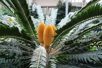  Loài cây 'lạc quẻ' nhất hành tinh, thế giới chỉ 1 cây còn tồn tại 