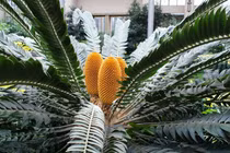  Loài cây 'lạc quẻ' nhất hành tinh, thế giới chỉ 1 cây còn tồn tại 