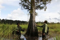 Cây trong Sách đỏ chỉ 3 quốc gia sở hữu: Việt Nam coi như "báu vật"