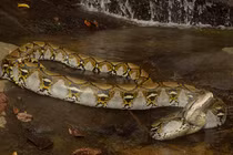 Kéo lưới cá, sốc nặng khi thấy 'quái thú' bên trong 