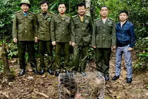 Hai cá thể khỉ quý hiếm được thả về rừng Tây Yên Tử