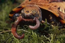  Hai cá thể rùa giao nộp ở Quảng Ngãi: Loài hiếm trong Sách Đỏ Việt Nam! 