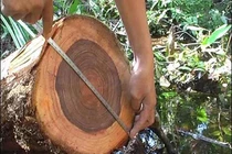 Loại gỗ quý cả thế giới săn lùng, Việt Nam sở hữu 162 cây 