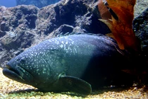 'Quái ngư' 150kg bất ngờ lọt lưới, ngư dân suýt ngã quỵ vì...