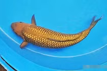 'Kim ngư' lọt lưới, cần thủ sửng sốt khi biết lai lịch thật