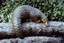 Tê tê vàng được giải cứu ở Phủ Lý, loài vô cùng hiếm 