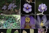 Loài thực vật chưa từng thấy trên thế giới xuất hiện tại Việt Nam