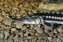 Loài cá... 'giàu' nhất hành tinh, bụng chứa đầy 'kim cương đen' quý giá