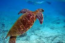 Cá thể đồi mồi dứa được thả về biển Quảng Trị: Loài quý hiếm sao? 