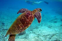 Cá thể đồi mồi dứa được thả về biển Quảng Trị: Loài quý hiếm sao? 